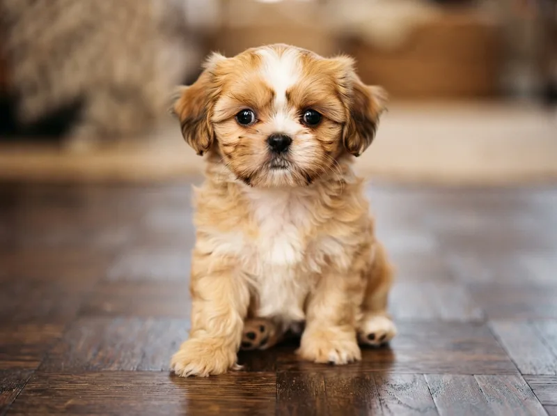 Gold and white Shih Tzu puppy sitting upright with clear bright eyes, for sale in Singapore